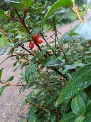 Shepherdia canadensis