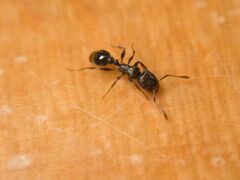 Tetramorium caespitum