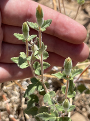 Mentzelia adhaerens