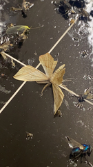 Geometridae