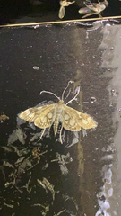 Anania coronata