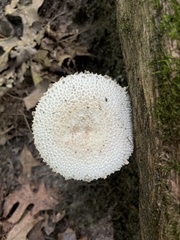 Lepiota clypeolaria