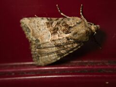 Mesoligia furuncula