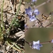 Wahlenbergia capillacea - Photo (c) Gerhard Malan, some rights reserved (CC BY-NC), uploaded by Gerhard Malan