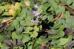 Ajuga