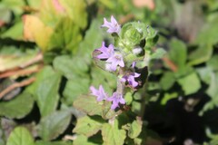 Ajuga