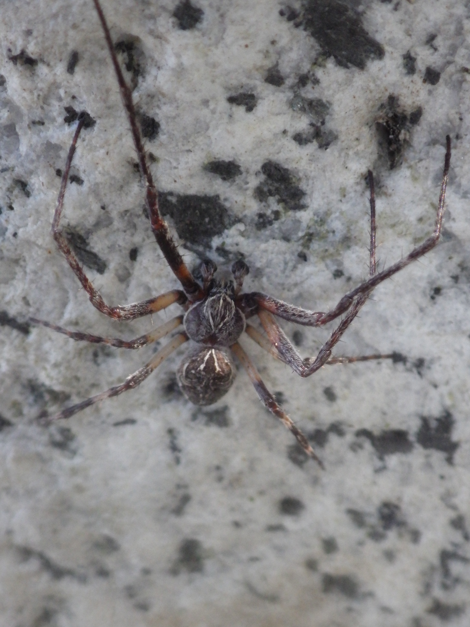 Little Spider in Switzerland : r/whatsthisbug