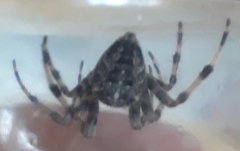 Araneus diadematus