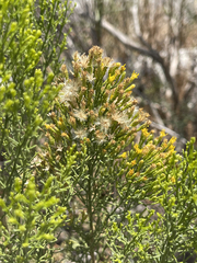 Xylothamia diffusa