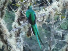 Pharomachrus mocinno