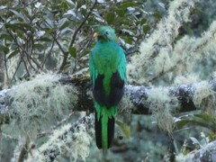 Pharomachrus mocinno