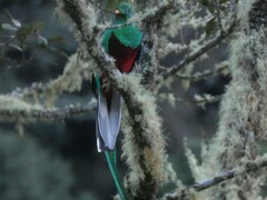 Pharomachrus mocinno