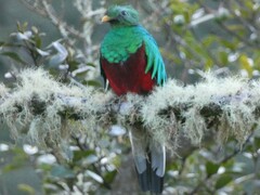 Pharomachrus mocinno