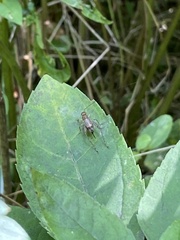 Anaxipha exigua
