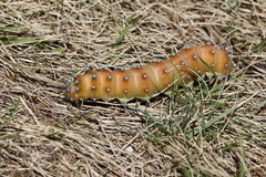 Saturnia pyri
