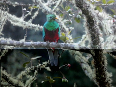 Pharomachrus mocinno