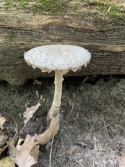 Lepiota clypeolaria