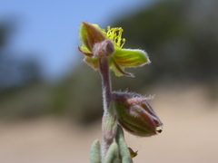 Helianthemum stipulatum