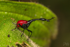 Trachelophorus giraffa