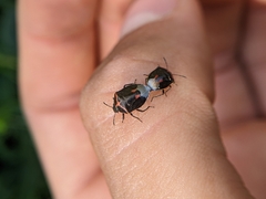 Cosmopepla lintneriana