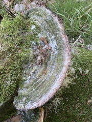 Trametes gibbosa