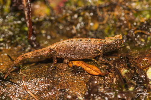 Domergue's Leaf Chameleon
