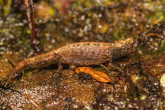 Brookesia thieli