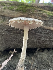 Lepiota clypeolaria