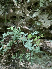Pellaea glabella