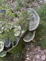 Trametes gibbosa