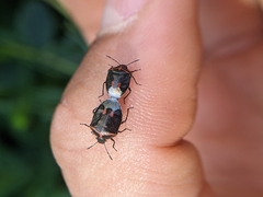 Cosmopepla lintneriana