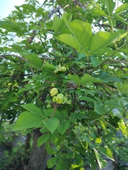 Manihot chlorosticta