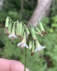 Nabalus trifoliolatus