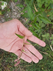 Persicaria