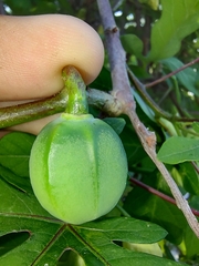 Manihot chlorosticta