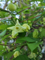 Manihot chlorosticta