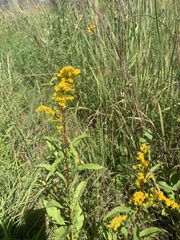 Solidago missouriensis