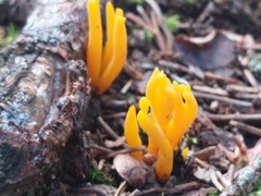 Calocera viscosa