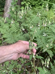 Nabalus trifoliolatus