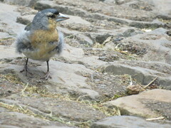 Fringilla coelebs moreletti