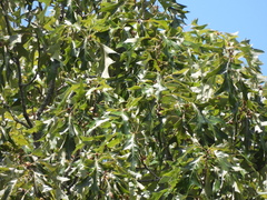 Quercus falcata