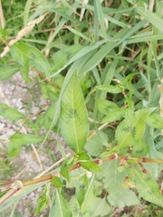 Persicaria