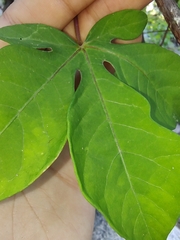 Manihot chlorosticta