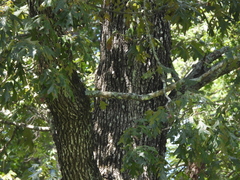 Quercus falcata