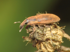 Lixus angustus