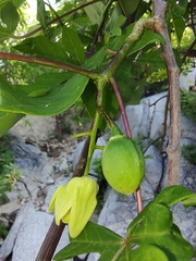 Manihot chlorosticta