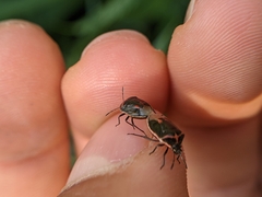 Cosmopepla lintneriana