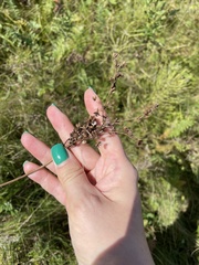 Filipendula vulgaris