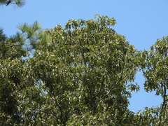 Quercus falcata