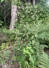 Nabalus trifoliolatus